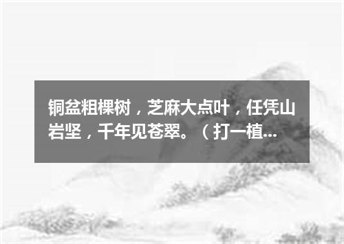 铜盆粗棵树，芝麻大点叶，任凭山岩坚，千年见苍翠。（打一植物）