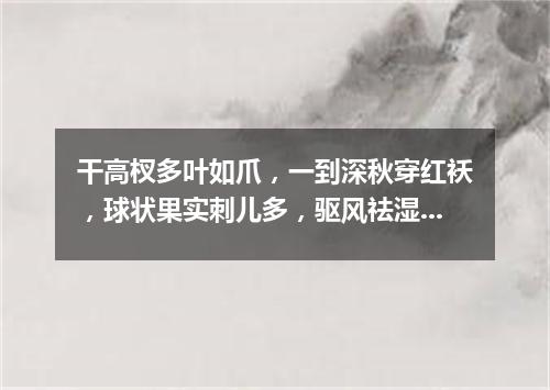 干高杈多叶如爪，一到深秋穿红袄，球状果实刺儿多，驱风祛湿有疗效。（打一植物）