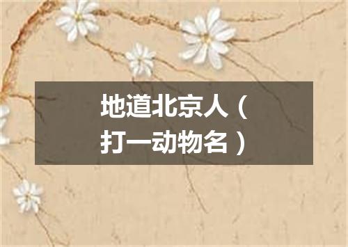 地道北京人（打一动物名）
