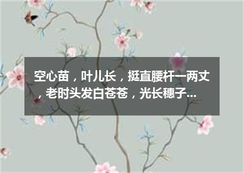 空心苗，叶儿长，挺直腰杆一两丈，老时头发白苍苍，光长穗子不打粮。（打一植物）