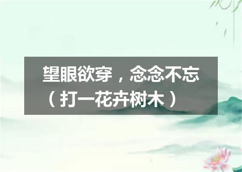 望眼欲穿，念念不忘（打一花卉树木）