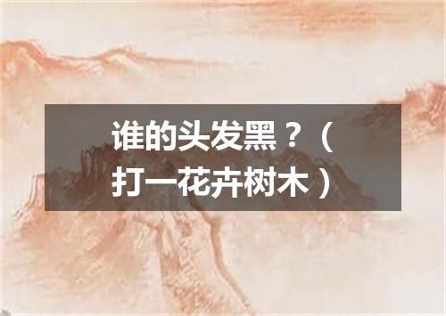 谁的头发黑？（打一花卉树木）