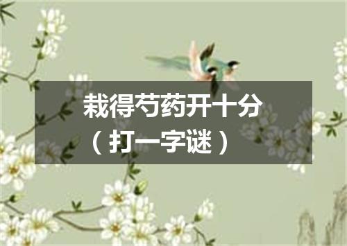栽得芍药开十分（打一字谜）