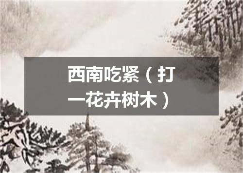 西南吃紧（打一花卉树木）