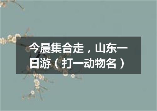 今晨集合走，山东一日游（打一动物名）