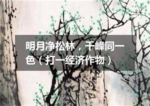 明月净松林，千峰同一色（打一经济作物）
