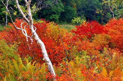 你未曾领略的秋色之美 你未曾领略的秋色之美