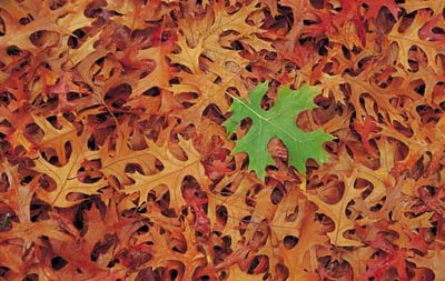 你未曾领略的秋色之美 你未曾领略的秋色之美