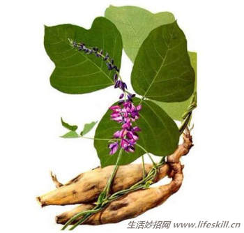 驴友们一定要认识的六种救命草 驴友们一定要认识的六种救命草