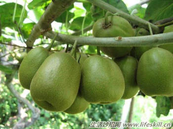 驴友们一定要认识的六种救命草 驴友们一定要认识的六种救命草