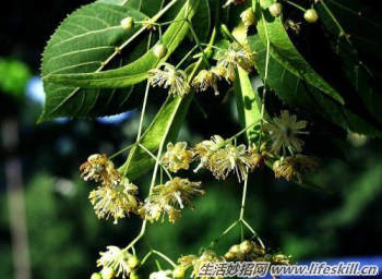 驴友们一定要认识的六种救命草 驴友们一定要认识的六种救命草