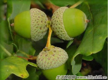 驴友们一定要认识的六种救命草 驴友们一定要认识的六种救命草