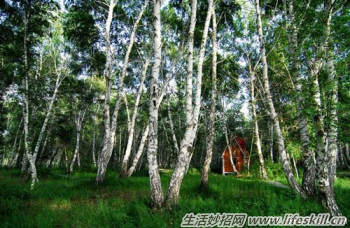 驴友们一定要认识的六种救命草 驴友们一定要认识的六种救命草