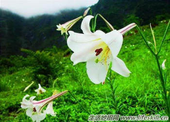 驴友们一定要认识的六种救命草 驴友们一定要认识的六种救命草