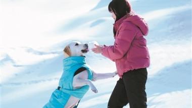 上山下海、包机出行 宠物旅行火爆：“带宠游”要过这三道关