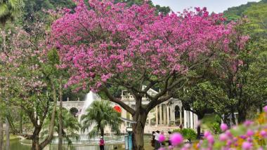 “粉”出朋友圈！广州市白云山异木棉上演秋日浪漫