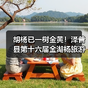 胡杨已一树金黄！泽普县第十六届金湖杨旅游文化季邀您来品（图3）