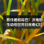 抓住暑假尾巴！济南野生动物世界日夜奇幻狂欢，甜蜜恋爱季点燃盛夏终章（图4）