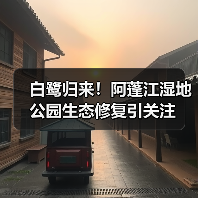 白鹭归来！阿蓬江湿地公园生态修复引关注（图4）
