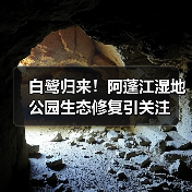 白鹭归来！阿蓬江湿地公园生态修复引关注（图2）