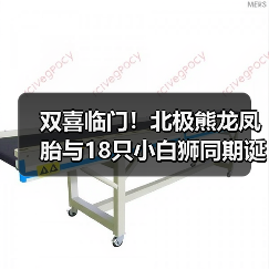 双喜临门！北极熊龙凤胎与18只小白狮同期诞生（图2）