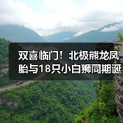 双喜临门！北极熊龙凤胎与18只小白狮同期诞生（图3）