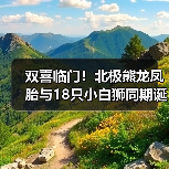 双喜临门！北极熊龙凤胎与18只小白狮同期诞生（图4）